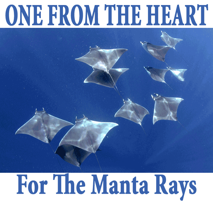 One From The Heart For The Manta Rays