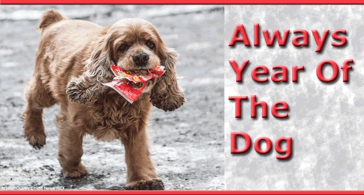 Always Year Of The Dog