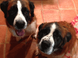 Brandon Fried's st. Bernards