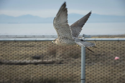 Bird at airport