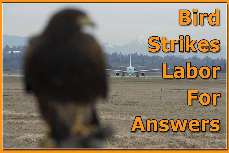 Bird Strikes Labor For Answers
