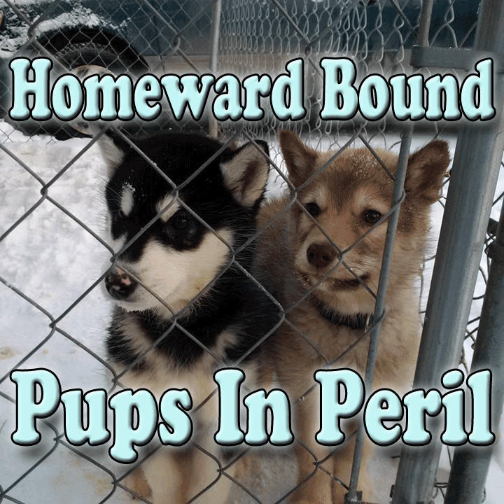 Homeward Bound: Pups in Peril