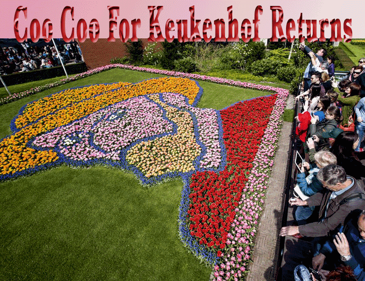 Coo Coo For Keukenhof