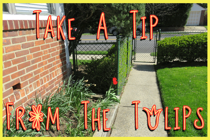 Take A Tip From The Tulips