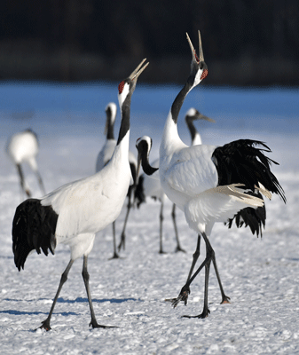 Japanese Cranes