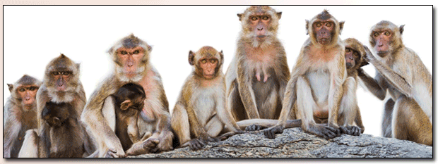 Rhesus Monkeys together