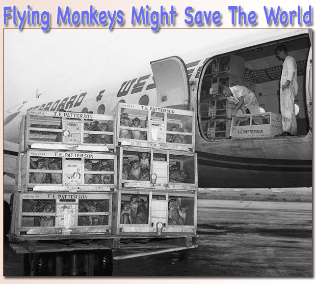Rhesus monkeys on Seaboard World Airways