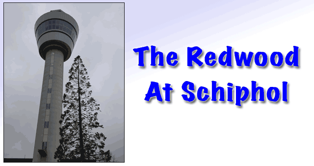 Schiphol Redwood tree 