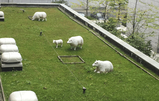 Sheep grazing