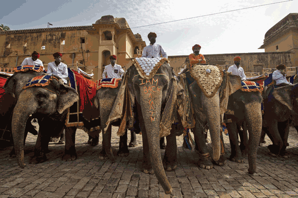 Elephant line up at Amer Fort, Jaipur, Rajasthan