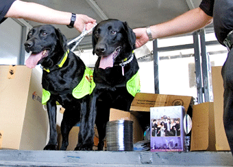 Security Dogs