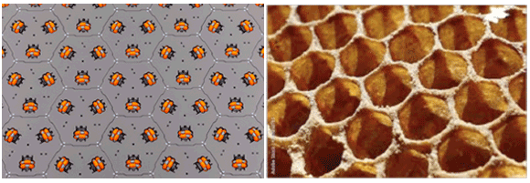 cellumation honeycomb